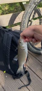 Chub