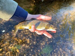Brown Trout