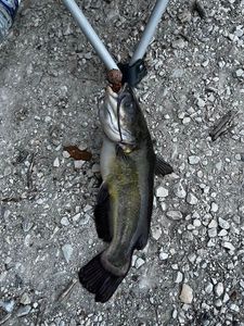Black Bullhead