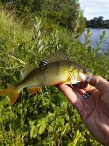 European Perch