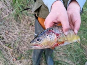 Brown Trout