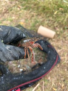 Red Swamp Crayfish