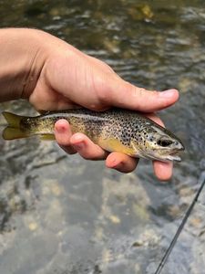 Brown Trout