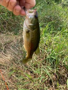 Largemouth Bass
