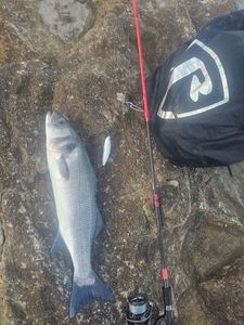 European Bass (Seabass)