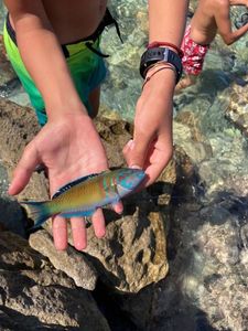 Mediterranean Rainbow Wrasse