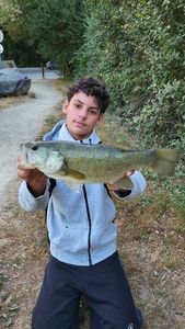Largemouth Bass