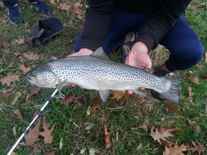 Rainbow Trout