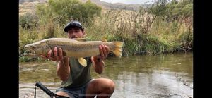 Brown Trout