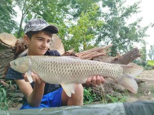 Grass Carp