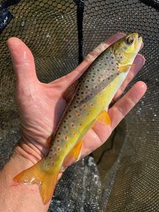 Brown Trout