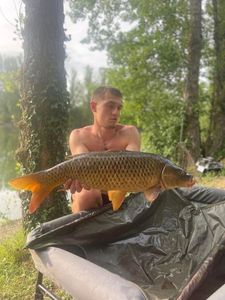 Common Carp