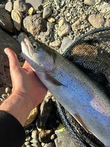 Rainbow Trout