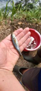 Gudgeon