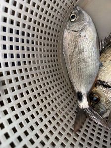 Saddled Seabream