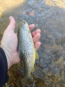 Brown Trout