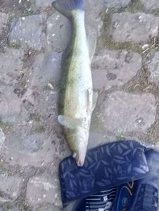 Zander