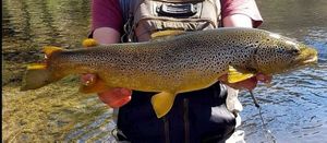 Brown Trout