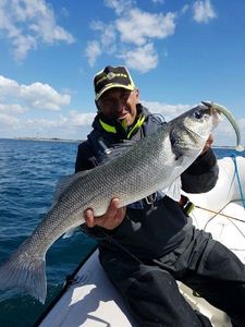 European Bass (Seabass)