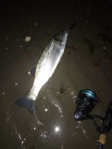 European Bass (Seabass)
