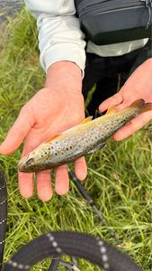 Brown Trout
