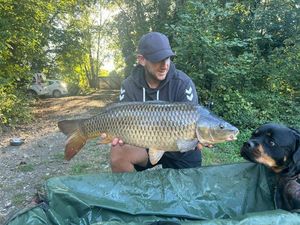 Common Carp