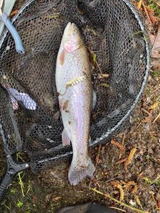 Rainbow Trout