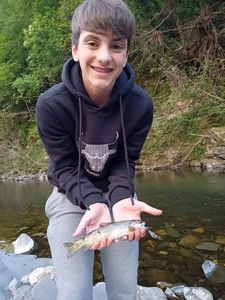 Brown Trout