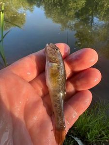 Ruffe