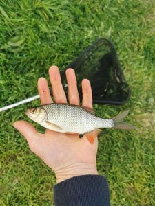 Roach
