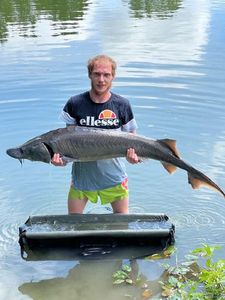Sturgeon