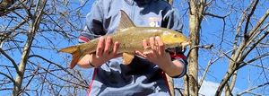 Barbel