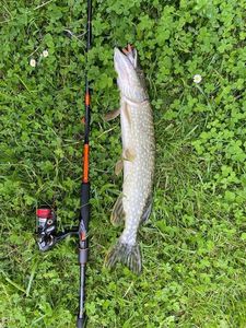 Northern Pike