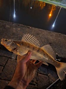 Zander