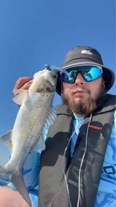 European Bass (Seabass)