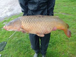 Common Carp