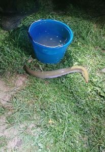 European Eel (Common Eel)