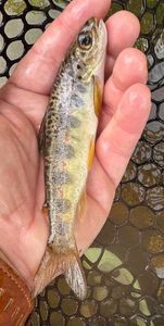Atlantic Salmon (Juvenile)