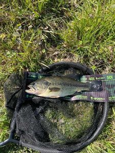 Largemouth Bass