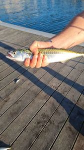 Mackerel