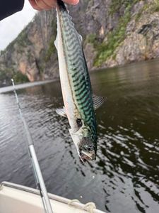 Mackerel