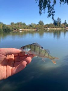 Yellow Perch