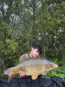Common Carp