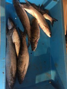 Thicklip Grey Mullet