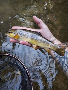 Brown Trout
