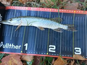 Northern Pike