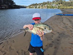 White Trevally (Silvery)