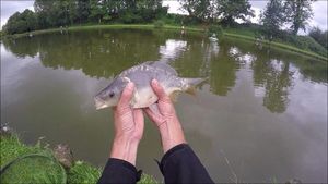 Mirror Carp