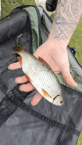 Roach