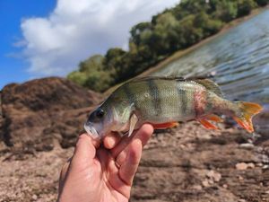 European Perch